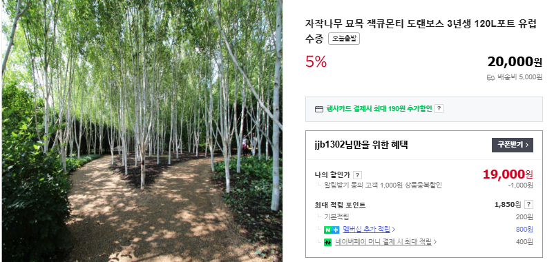 레몬 머틀 6가지 효능 및 차 (+ 나무 묘목)