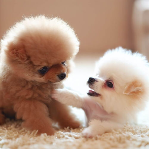 토이푸들과 포메라니안