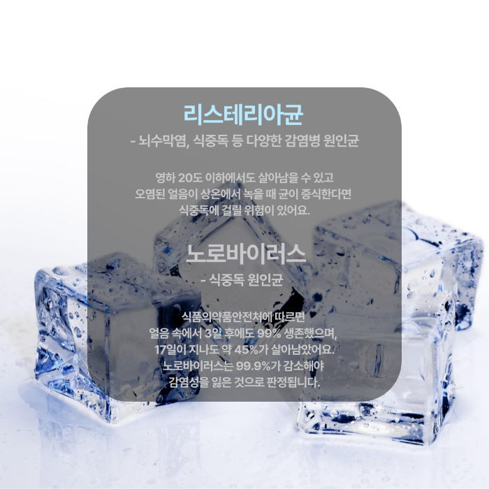 리스테리아균 노로바이러스