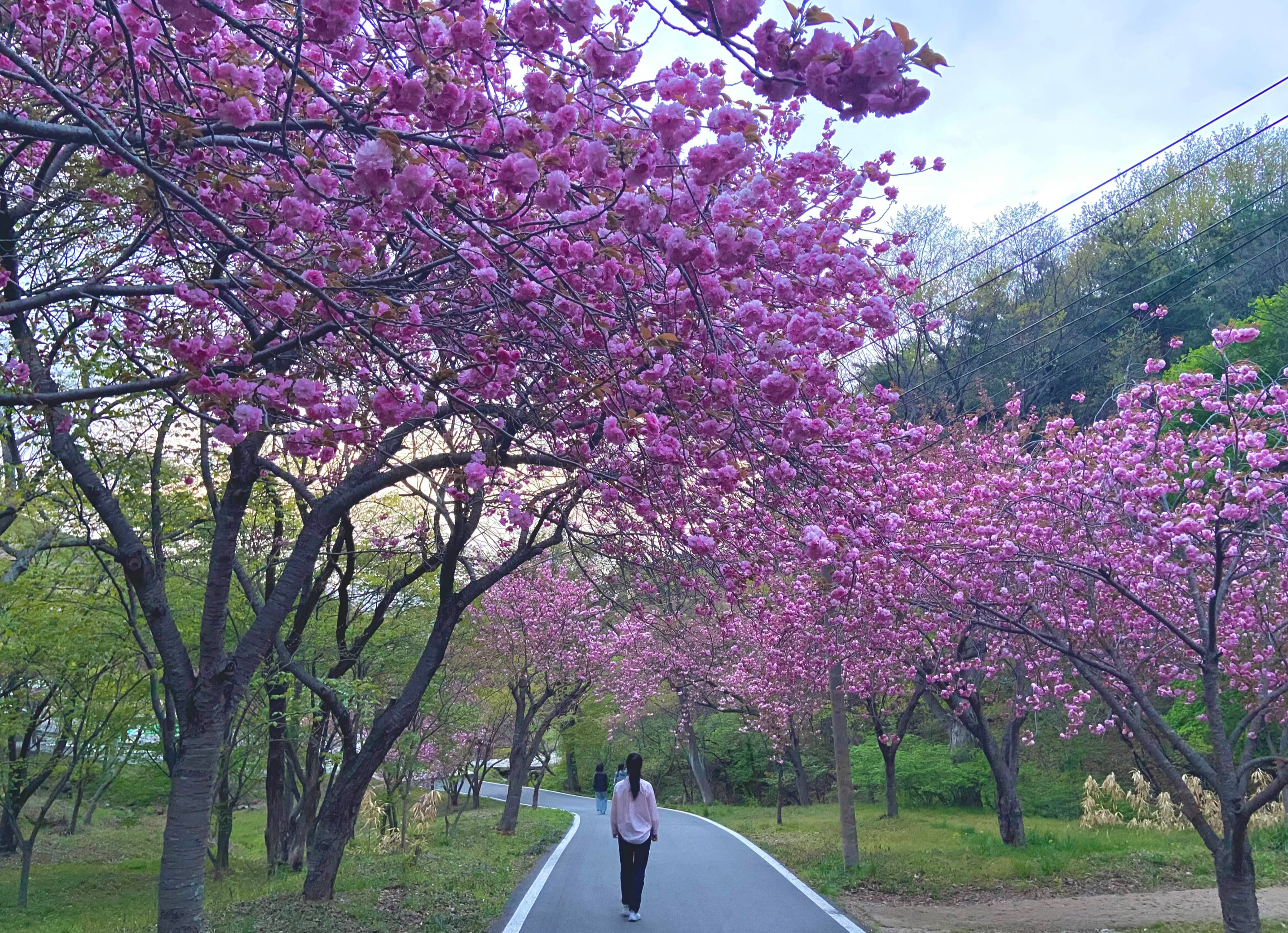 서산 겹벚꽃