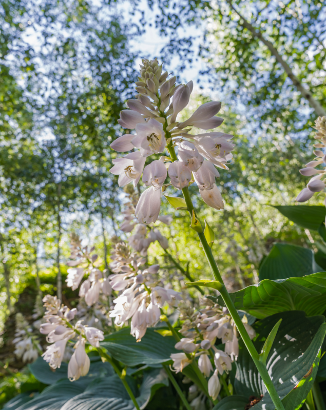 2025 화담숲 봄 시즌 예약하기