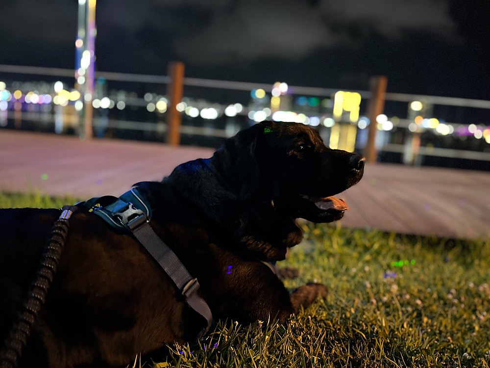 밤하늘 아래 청초호 산책로 잔디에 누운 블랙 래브라도가 혀를 내밀고 쉬며, 뒤로는 도시의 불빛이 반짝이는 장면