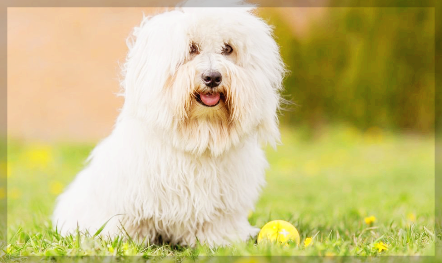 꼬똥 드 툴레아 외모, 특성, 건강 1분 총정리