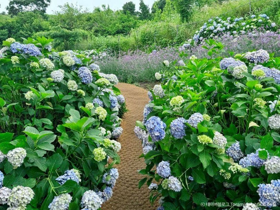 거제 지세포진성 꽃동산