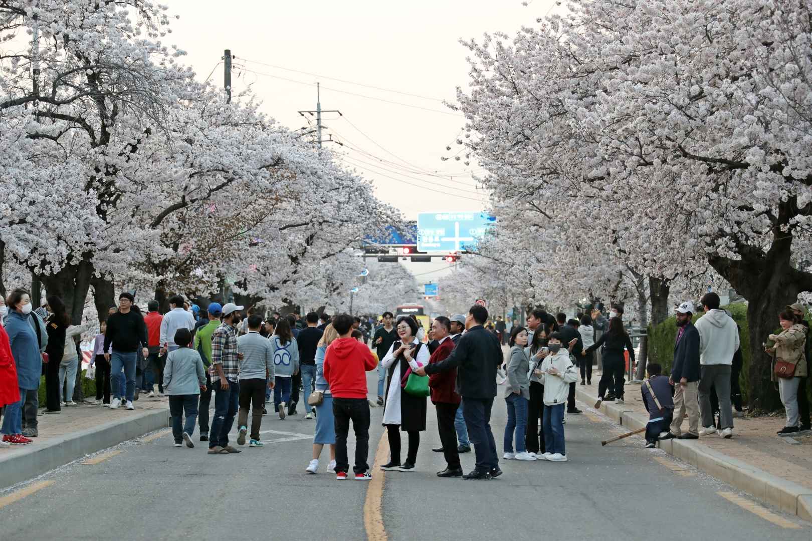 정읍 벚꽃축제