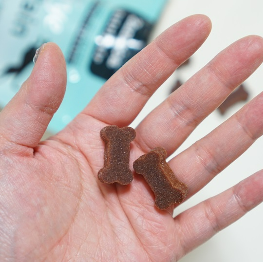 강아지 다리 떨림 6가지 원인과 대처법