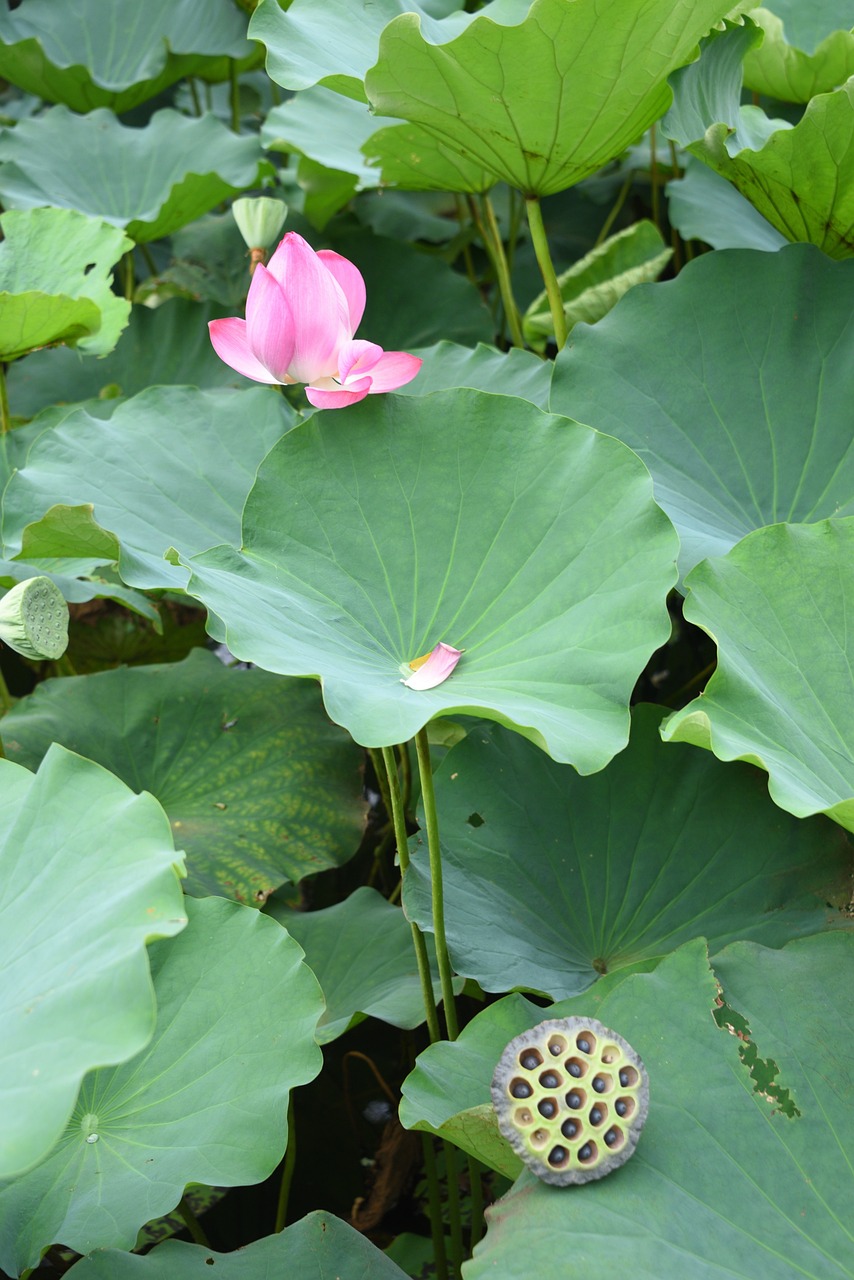 푸르른 연잎과 핑크색의 연꽃