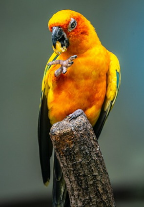 앵무새 먹이 고르는 법