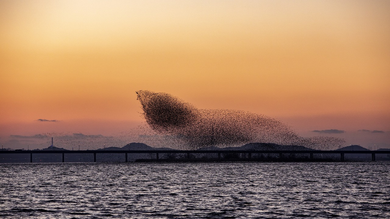 &copy; 가창오리떼의 군무 (KimJaesub, Pixabay)