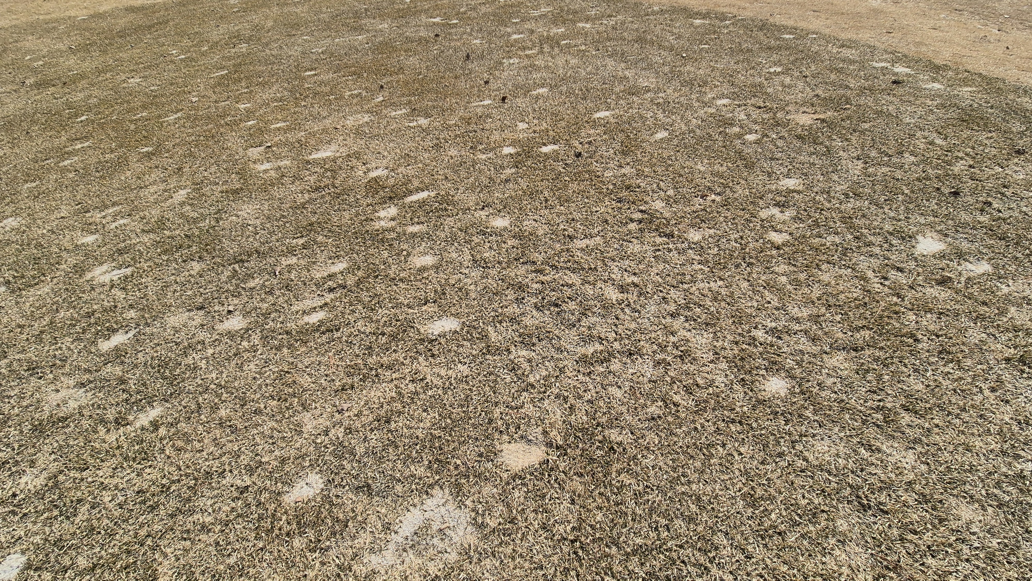 아난티코드gc 잣나무-느티나무 코스 관리상태