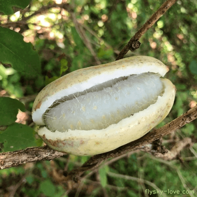 으름 먹는 방법