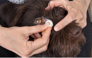 강아지 눈물 냄새