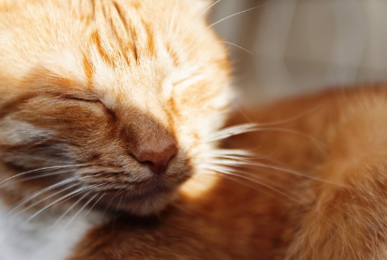 햇살에 눈부시게 눈을 감는 고양이.