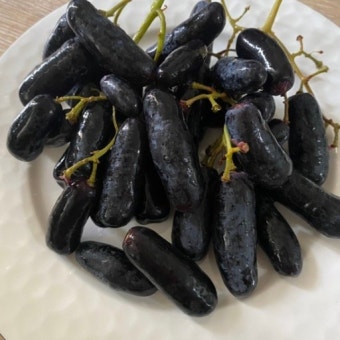 8월 제철음식 블랙사파이어