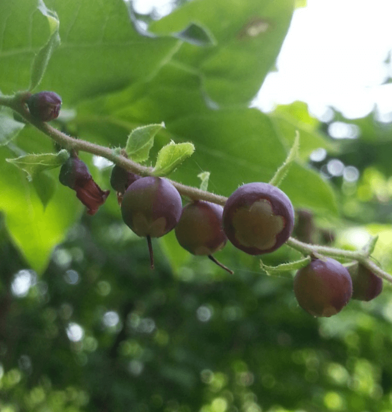 정금나무 열매 효능 꽃 묘목 재배법