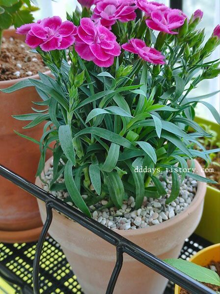 토분에-심긴-카네이션꽃