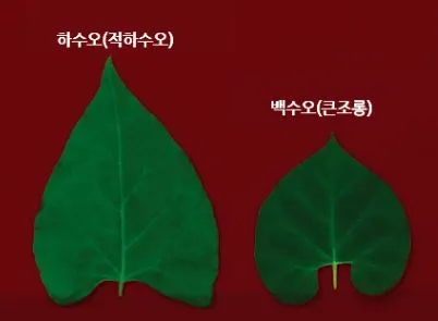 백하수오잎