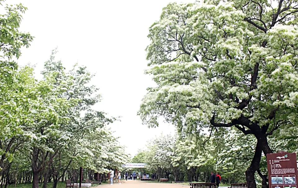 대구 교항리 이팝나무 군락지