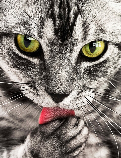 고양이꿈&amp;#44; 고양이 나오는 꿈&amp;#44; 고양이꿈해몽&amp;#44; 고양이 나오는 꿈해몽 흉몽?