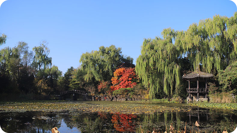 벽초지수목원 가을국화축제 이미지/ 출처: 벽초지수목원 홈페이지