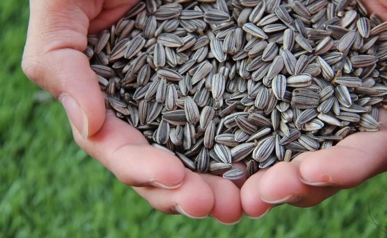 해바라기 씨 효능