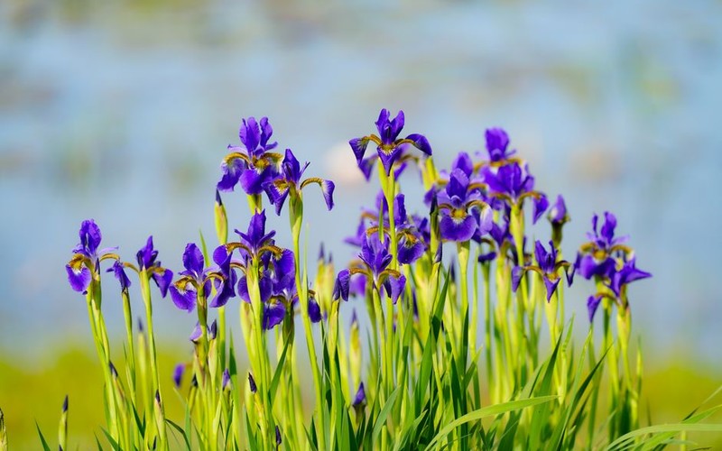 🌸 2025 부여 궁남지 서동연꽃축제 일정과 코스별 완벽 관람 가이드 -
