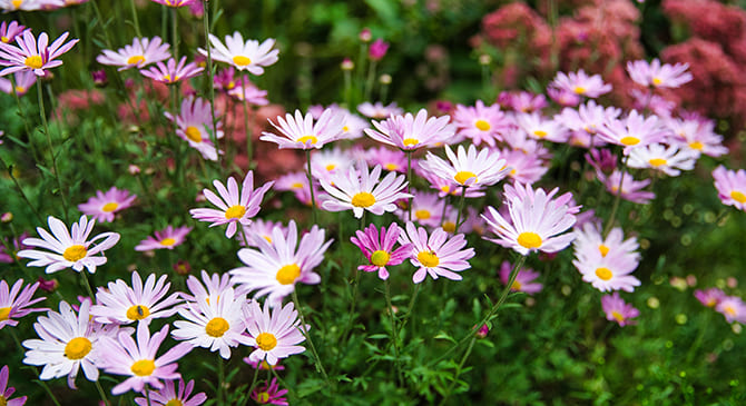 아침고요수목원