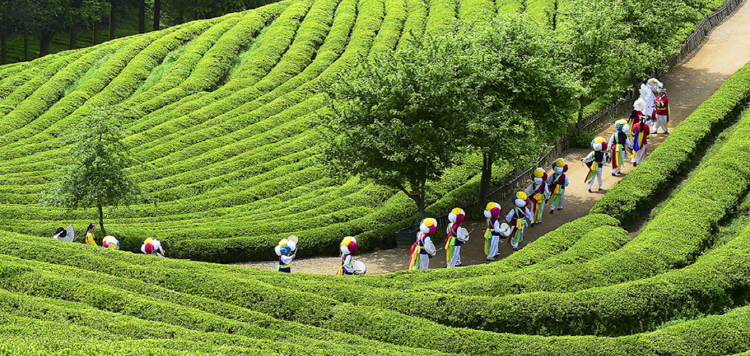 보성 다향대축제