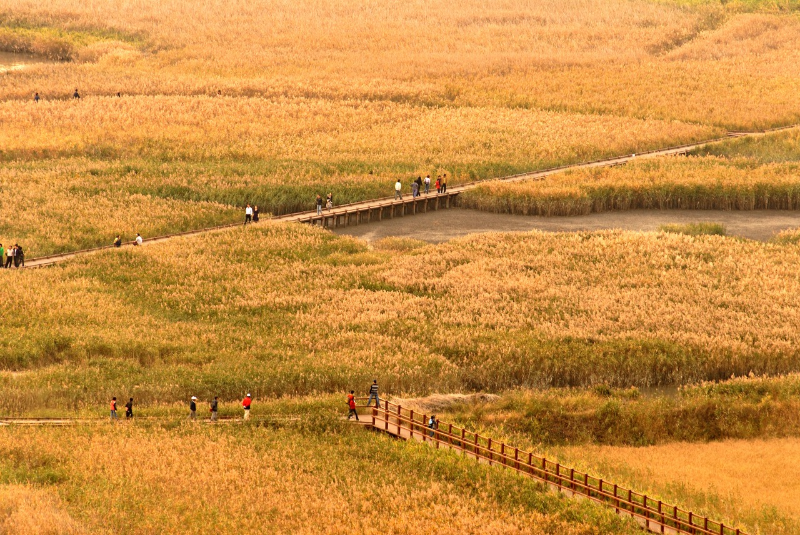 순천만 갈대숲 탐방로 (2017년 11월 달력사진) / 순천만 습지 포토 갤러리 제공