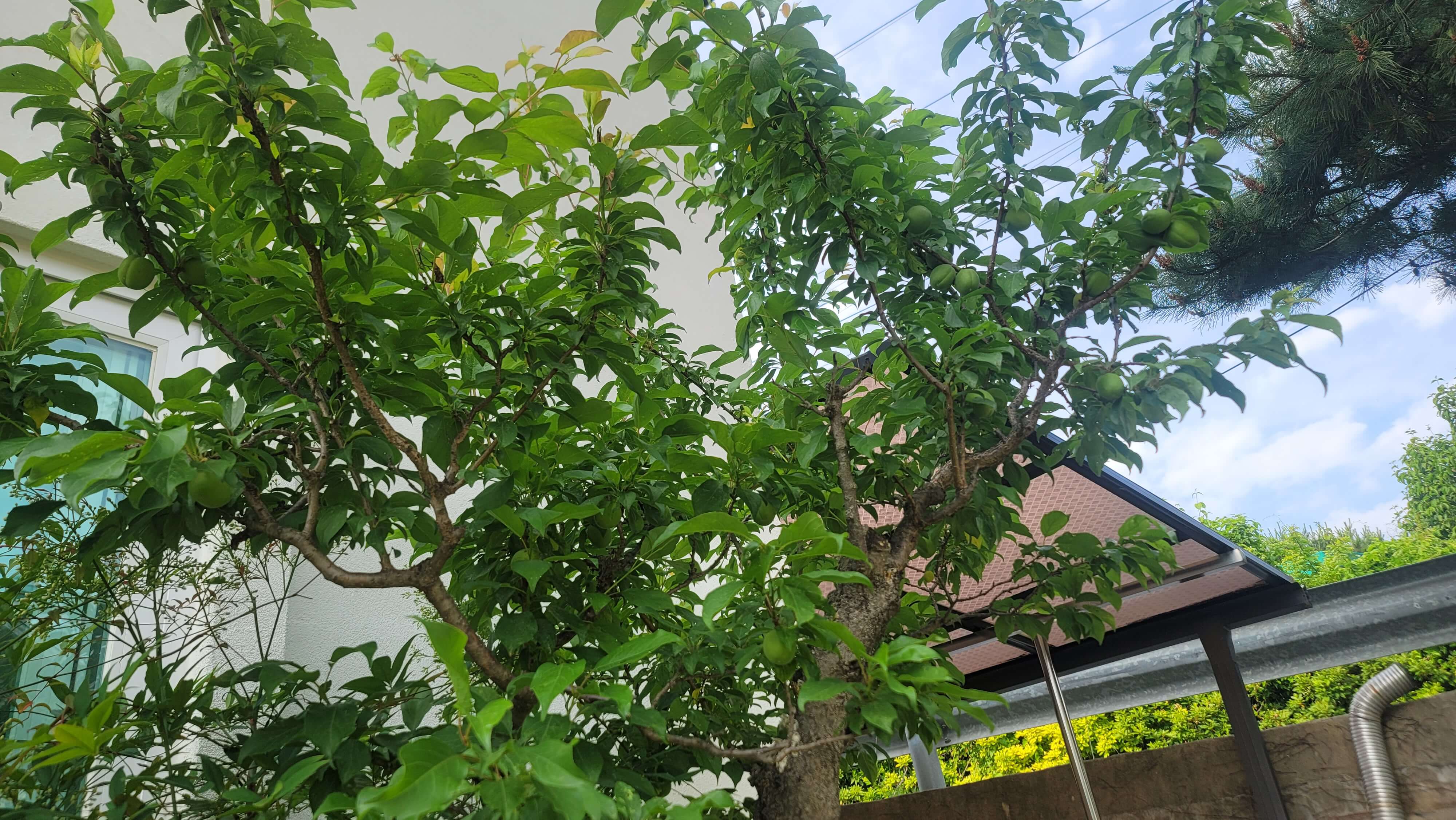 강전정-후-매실이-많이-달리지-않는-나무-사진