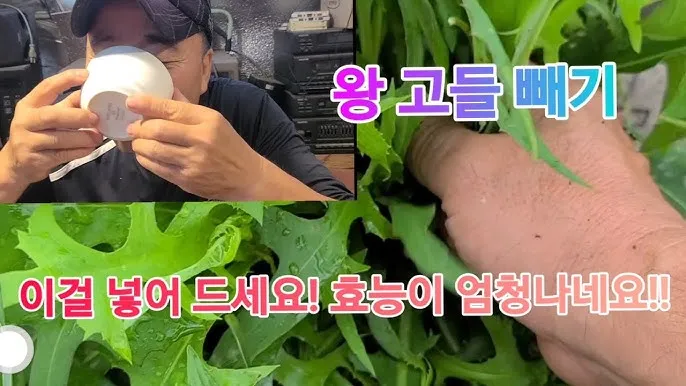 왕고들빼기 효능과 섭취시 주의사항 건강 정보_3