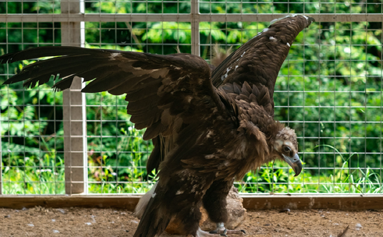 홍천 알파카월드