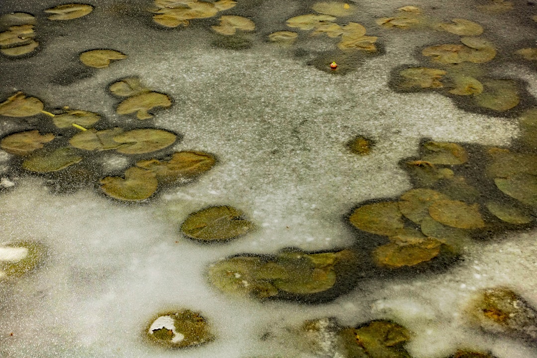 Mold