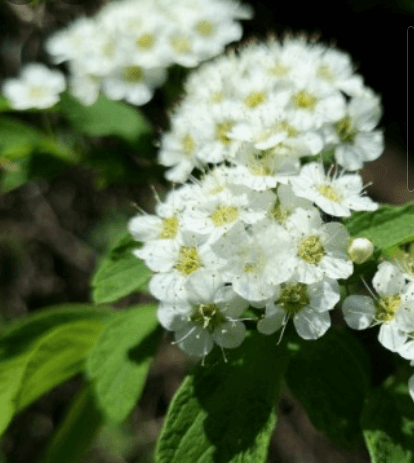 만첩 조팝나무 포토 종류 와 장미 이팝나무 알아보기