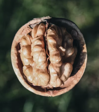 호두 효능과 부작용 하루섭취량 먹는방법 고르는법