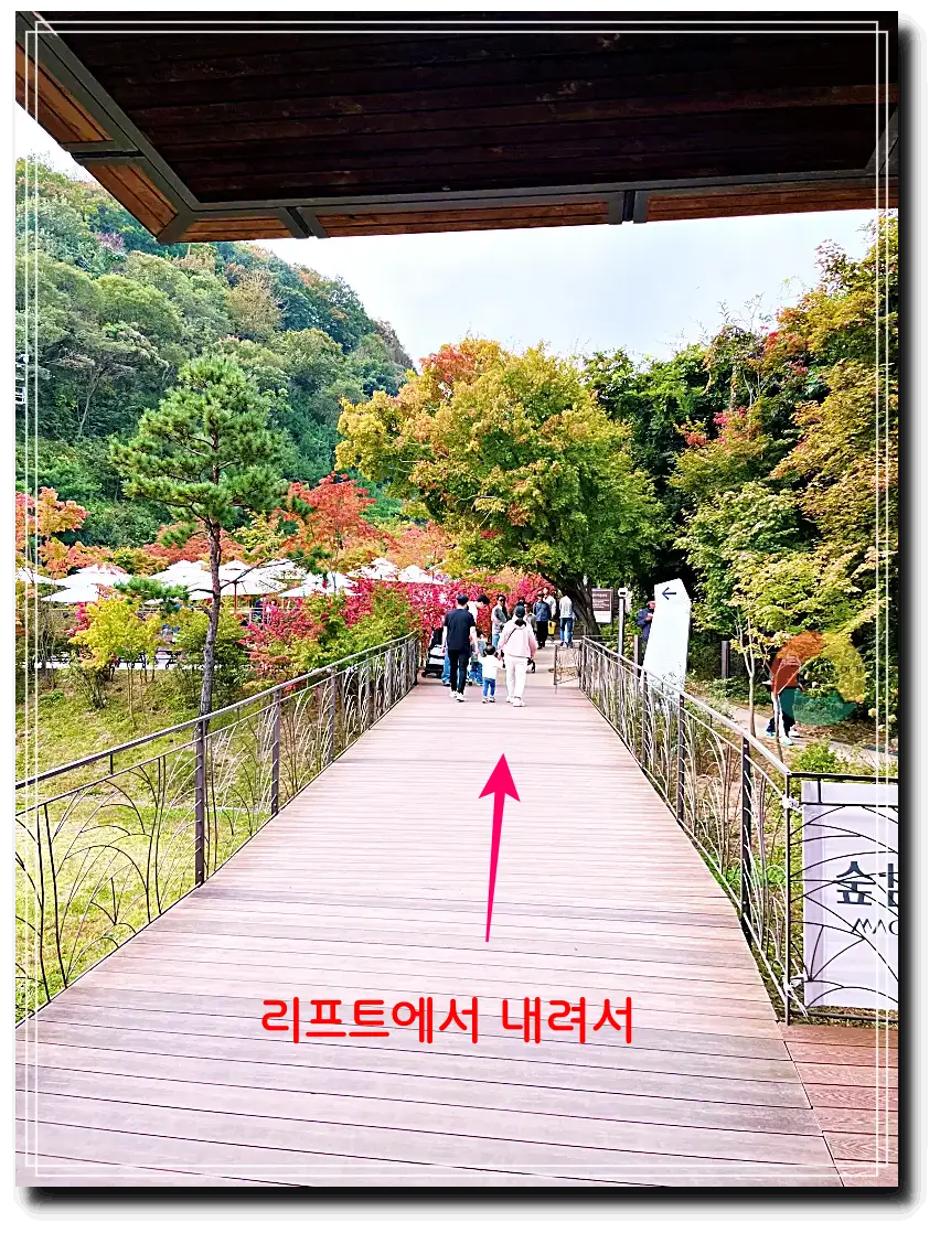 화다숲주차_리프트위에서-붉은단풍-중앙나무데크길