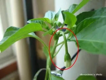 순지르기 기초 측지유도 키작게유지 공간효율 관리 팁_9