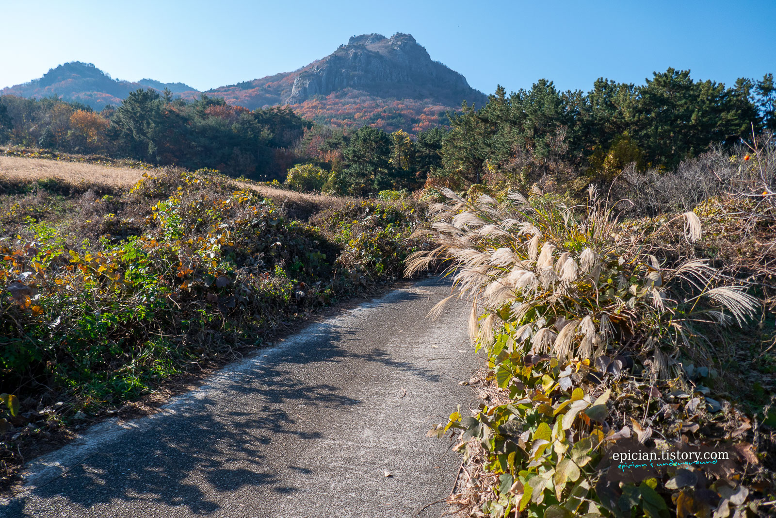 억새가 핀 농로 너머로 보이는 울긋불긋한 팔영산