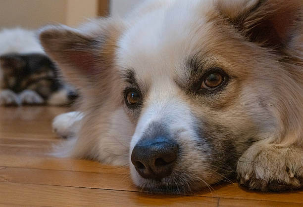 강아지 잠자는 위치가 알려주는 성격과 심리