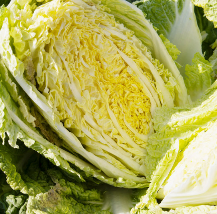 절임배추 사전예약 방법 대형마트 가격비교(10kg, 20kg)