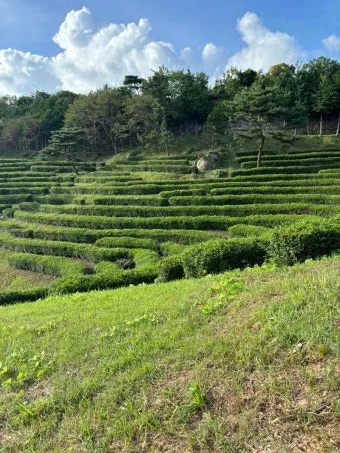 보성 녹차밭 대한다원 입장료 주차 코스 정보 총정리_21