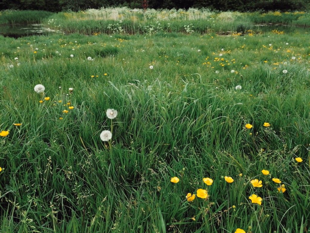 잡초의 생존전략