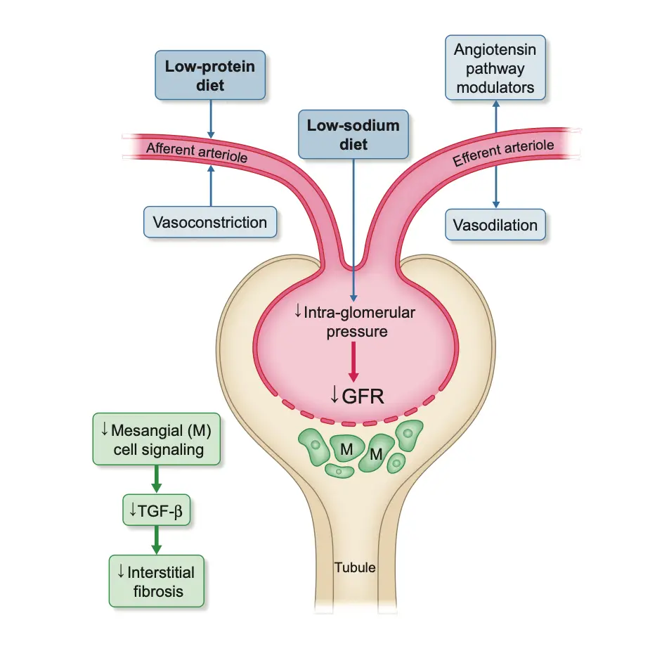 고단백 다이어트, 신장 건강에 안전한가? 최신 연구 분석 및 신장 건강을 위한 식사법