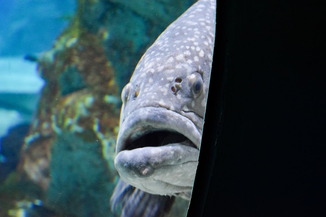 우럭을 영어로 번역하면 rockfish입니다.