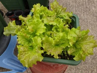 텃밭 상추 키우는 법 파종 간격 수확 연속수확 요령_6