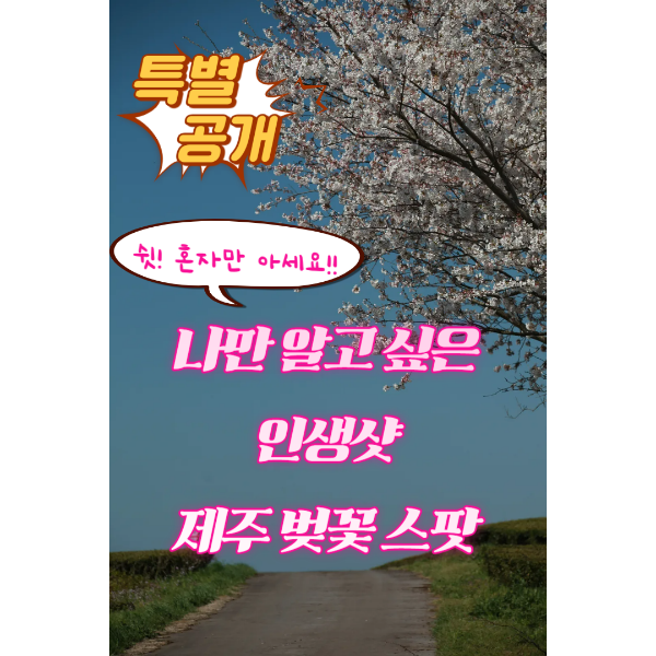 제주벚꽃인생샷명소