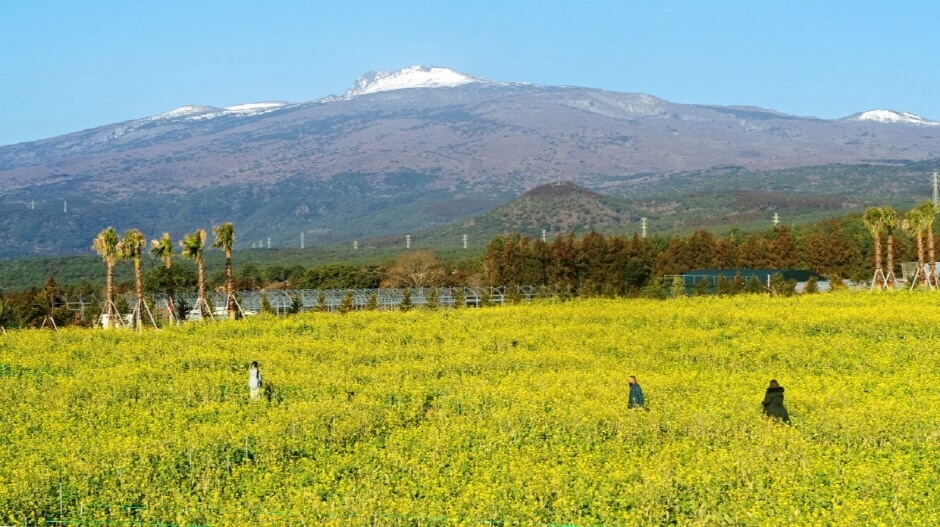 제주유채꽃축제