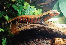 아프리카 파이어 스킨크의 안전한 온욕을 위한 적정 수위와 미온수 세팅