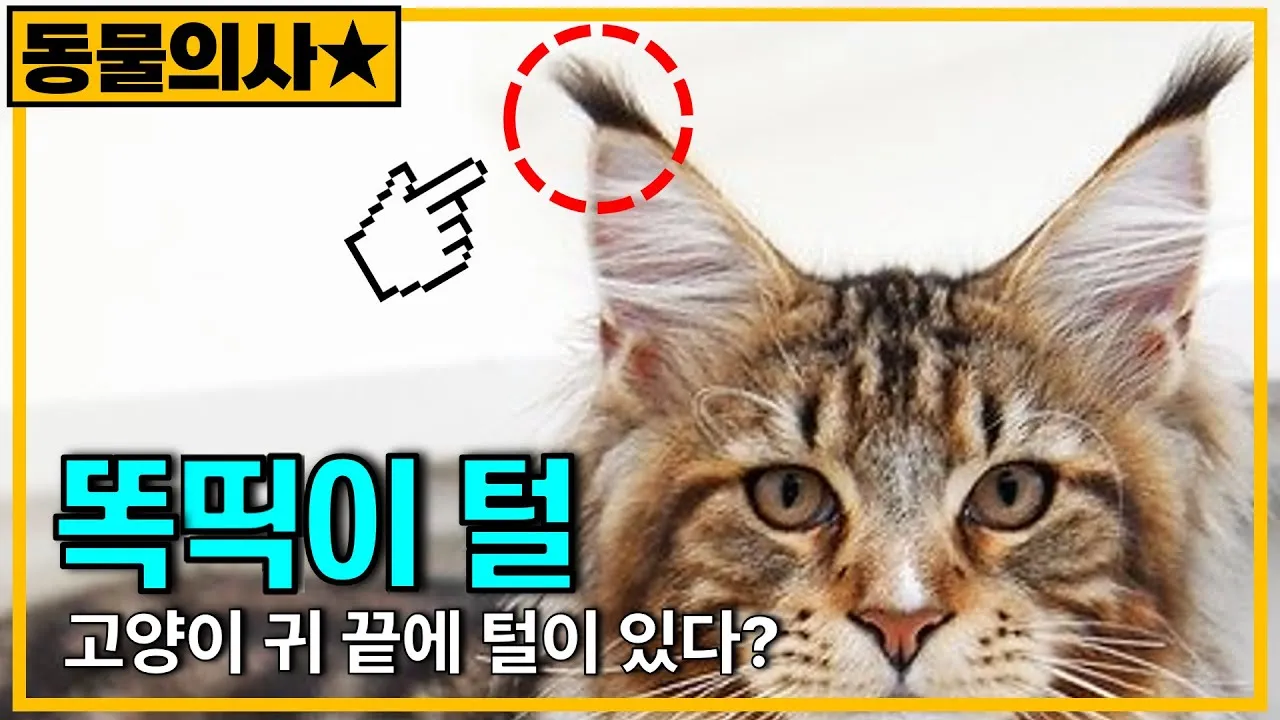 &amp;quot;고양이