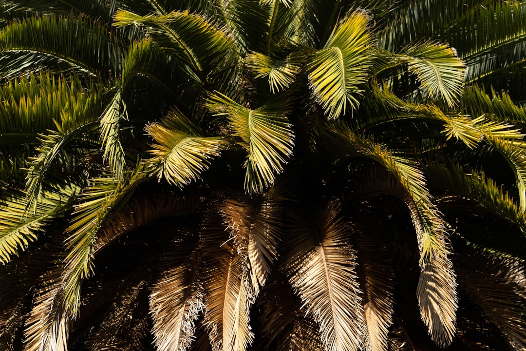 Areca Palm